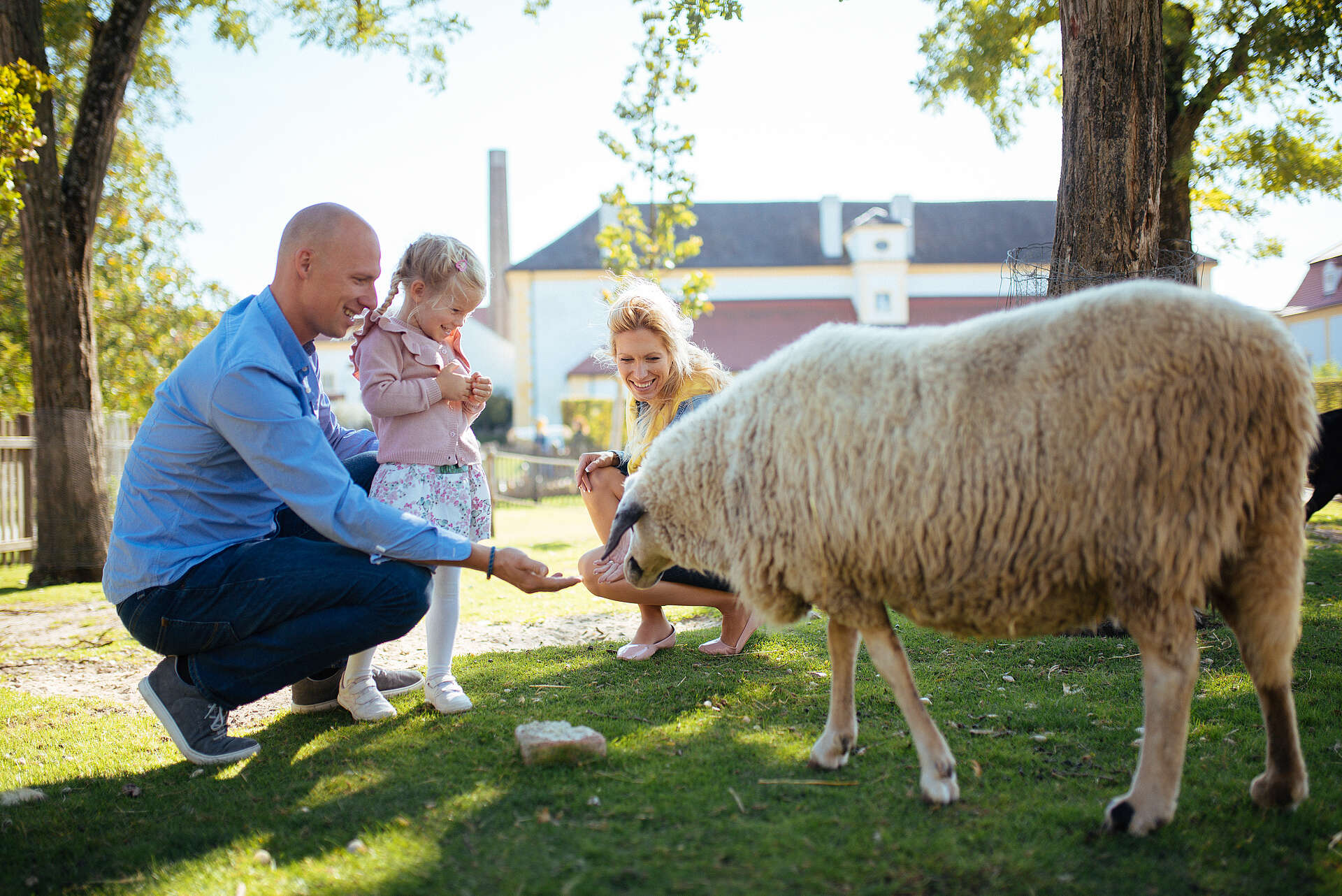 Parent and child feeding a sheep
