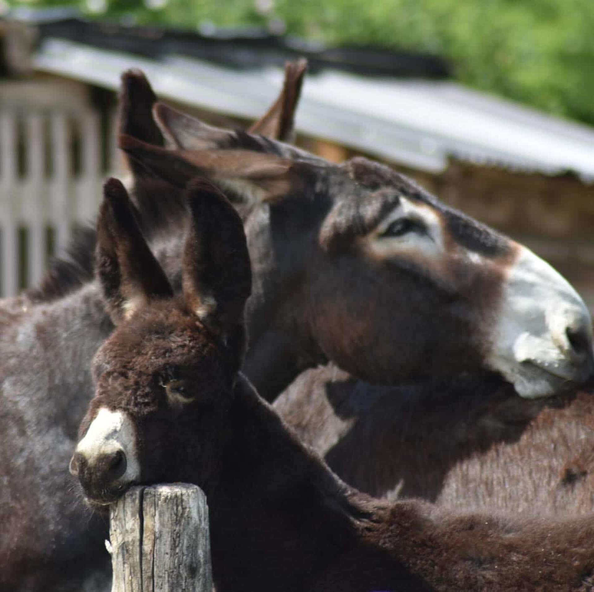 The Catalan Donkey Animal World Schloss Hof Estate