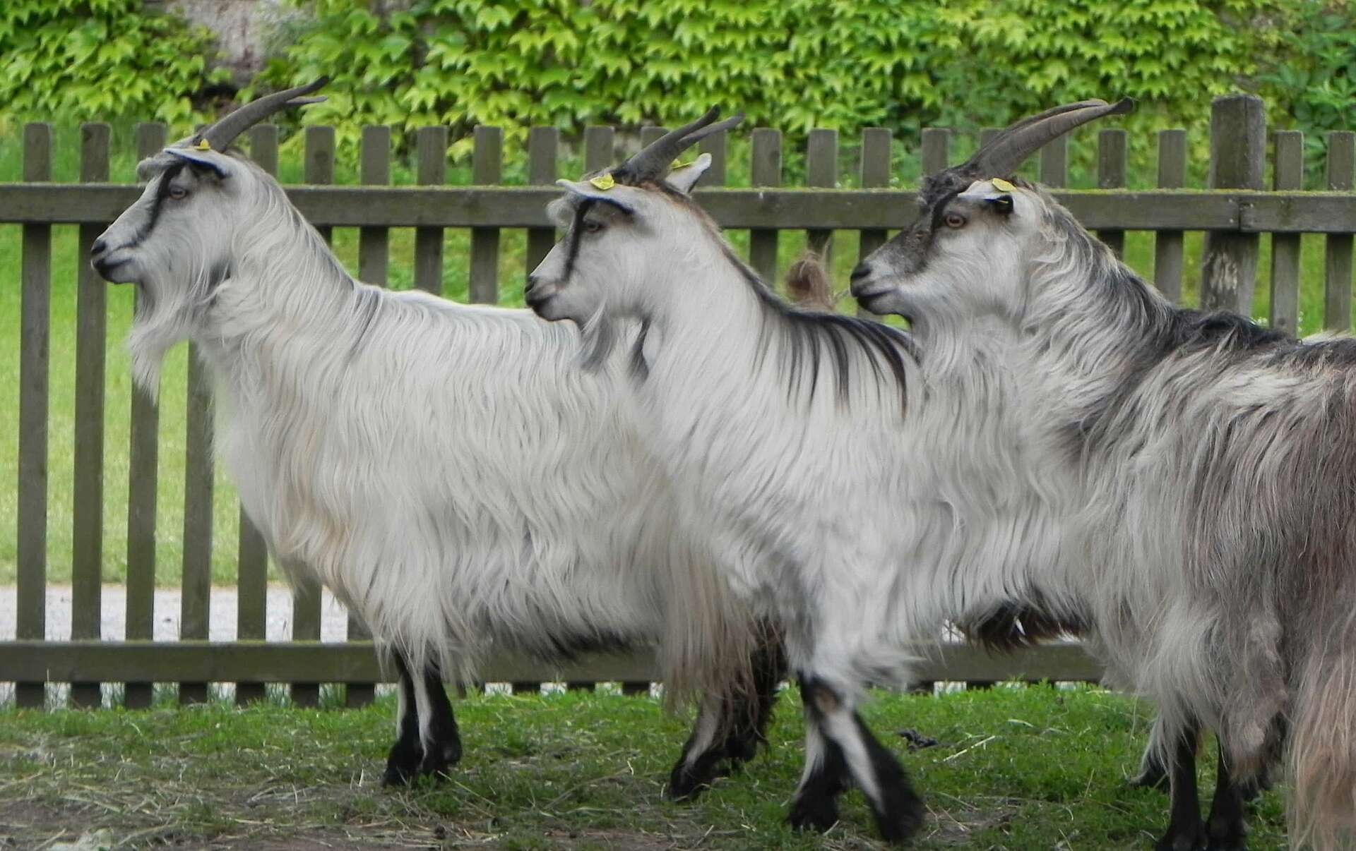 Valais Blackneck  Wikipedia the free encyclopedia  Unusual animals Goats  Animals with horns