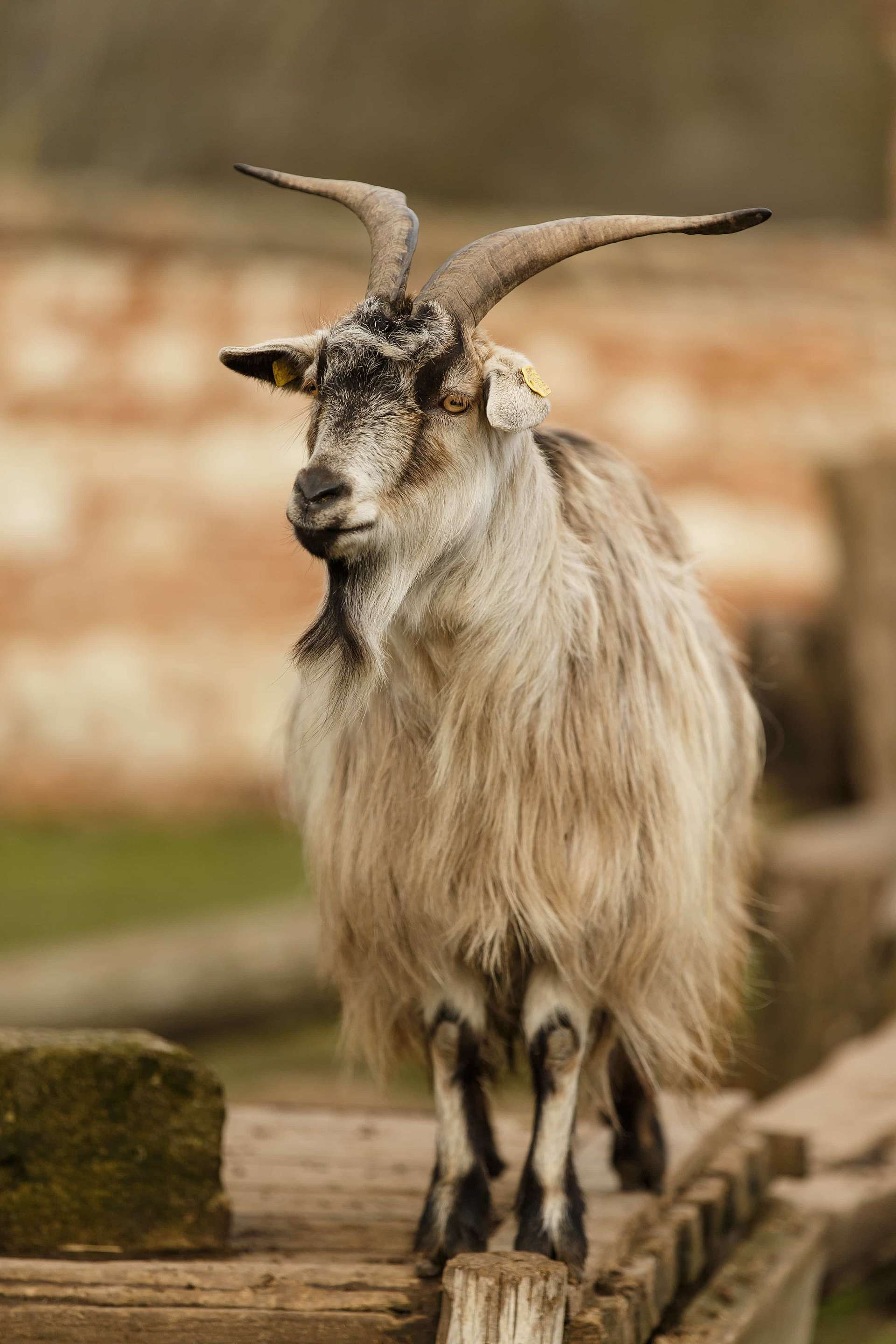 Baa Ram Ewe Sheep: Angora Goats and Cashmere Goats