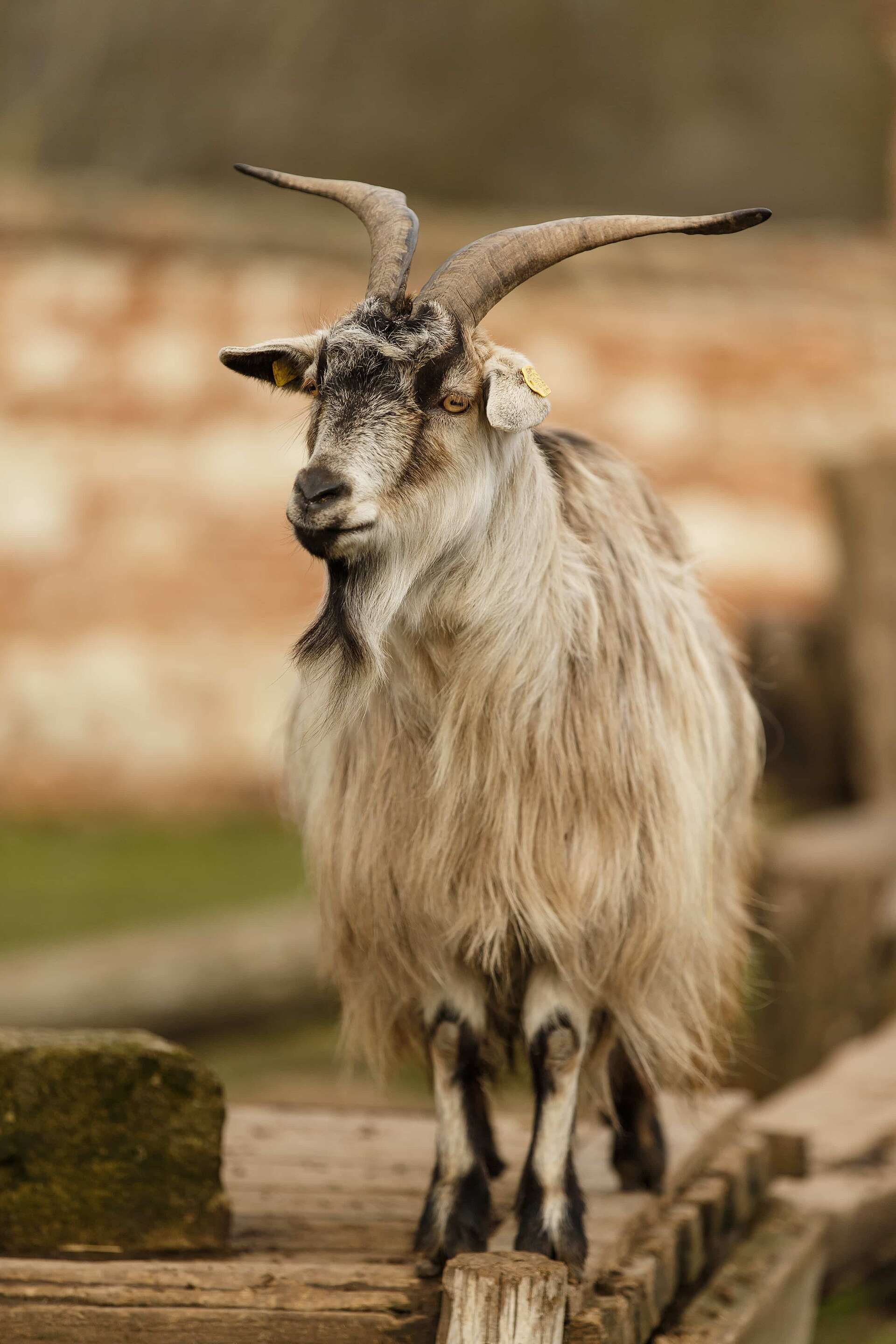 Stock photo of Side view of a red longhaired Goat Capra hircus in the  Carpathian Available for sale on wwwnatureplcom