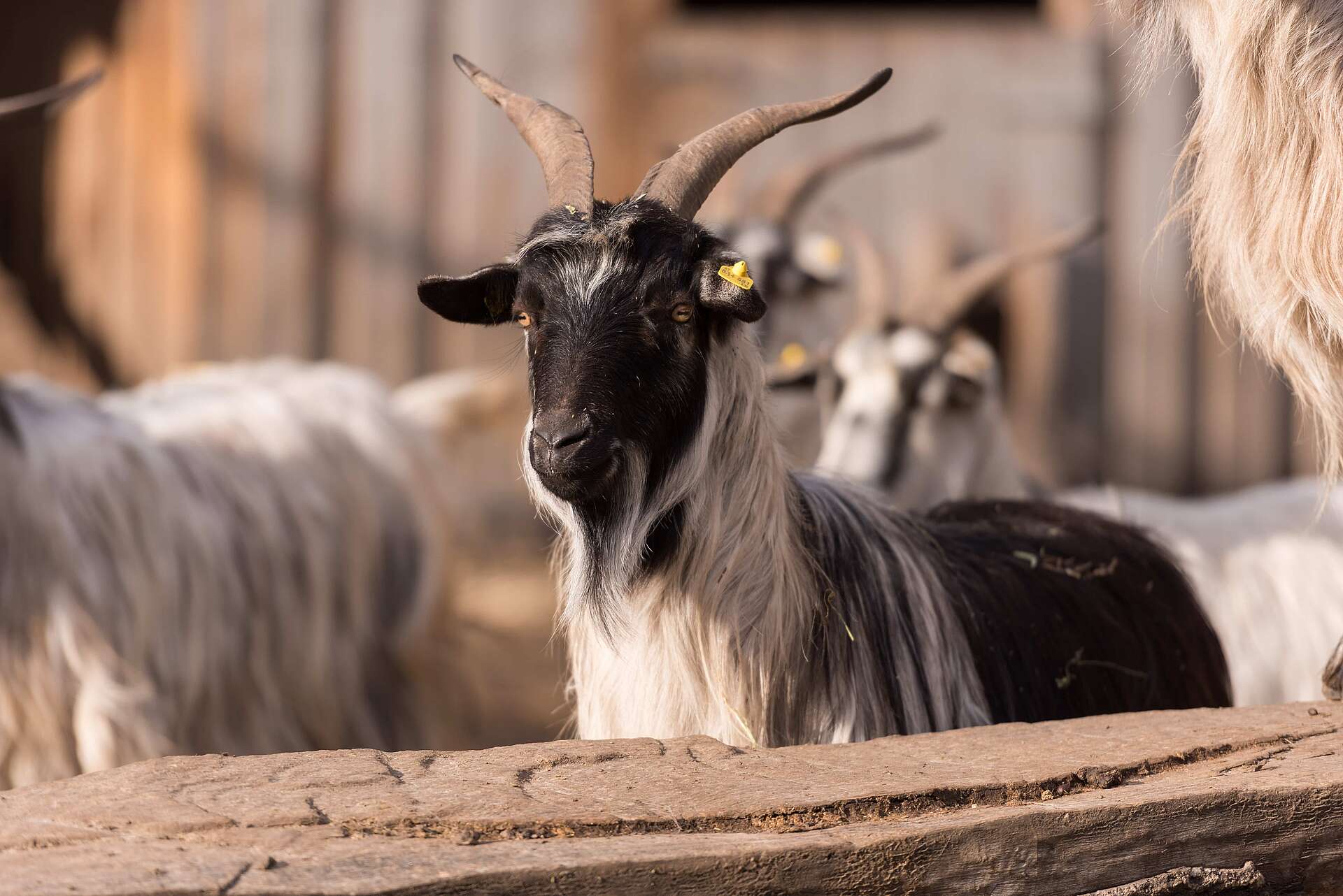 A close up of a goat with long hair photo  Free Animal Image on Unsplash