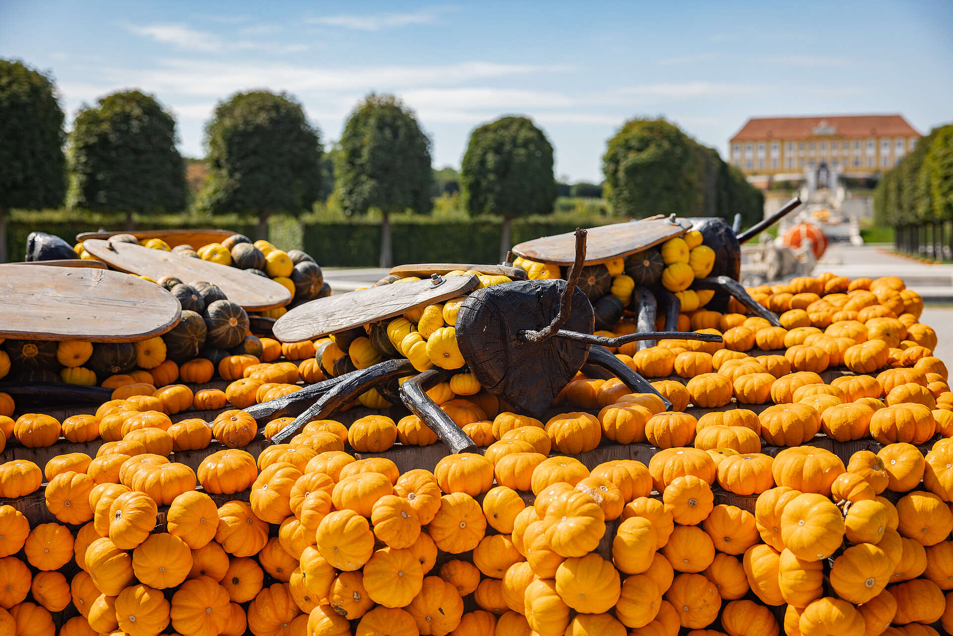 Insekten aus Kürbissen